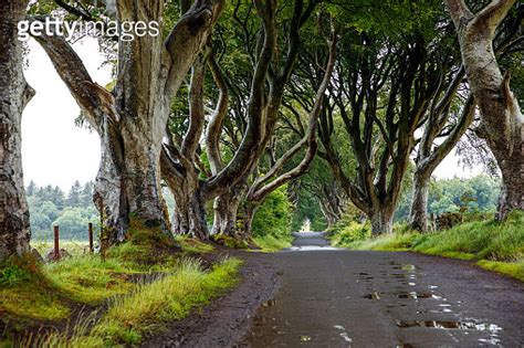 Spectacular Dark Hedges In County Antrim Northern Ireland On Cloudy