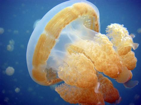 The Jellyfish Lake In Palau Tripfreakz Com