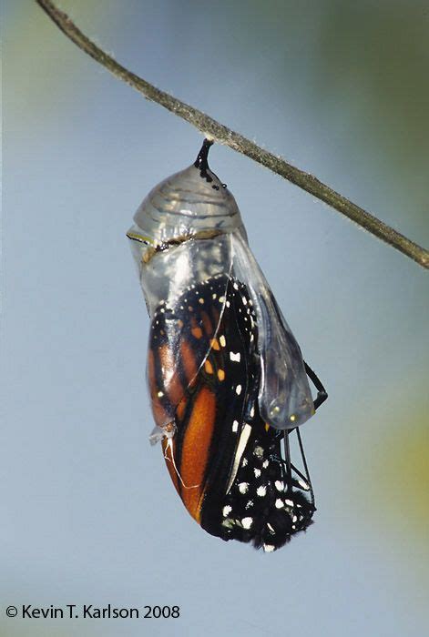 Beautiful Photo Of Butterfly Emerging From Coccoon Butterfly Cocoon