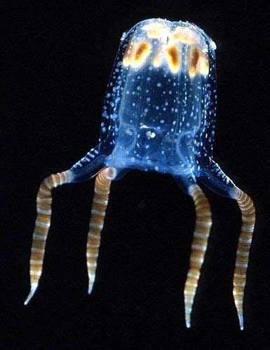 Phylum Cnidaria Class Cubozoa Underwater Creatures Underwater Life