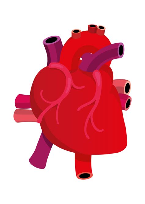 Human Heart Clipart Png 20 Free Cliparts Download Images