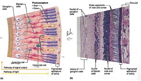 Anatomy And Physiology Anatomy Of The Eye Retina Flashcards Quizlet