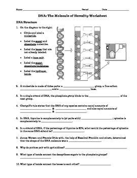 Dna strucuture and replication structure of dna and. Dna Structure And Replication Worksheet Answers - worksheet