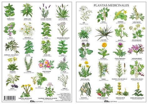 Imagenes De Plantas Medicinales Con Sus Nombres Para Colorear Porn