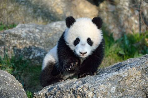 Whos Cuter Baby Panda Or Little Lemur You Decide