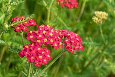 The Most Beautiful Yarrow Species And Varieties