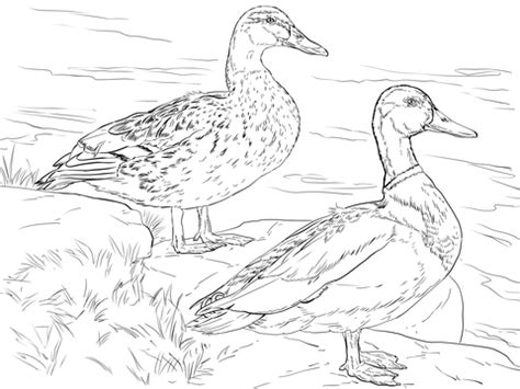 What kind of duck has webbed feet and flat beak? Male and Female Mallard Ducks coloring page ...