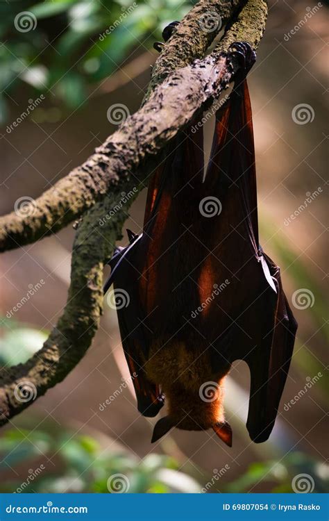 Sleeping Flying Fox Hanging Upside Down From Back Side Stock Photo