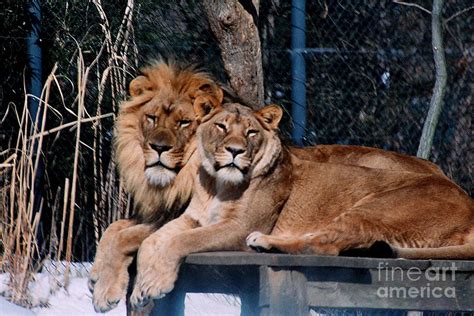 Lion And Lioness No5 Photograph By Rl Clough