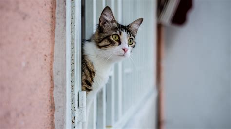 Cute Cat Head Out Of A Window Hd Animals Wallpapers Hd Wallpapers