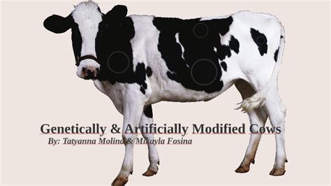 Genetically And Artifically Modified Cows By Tatyanna Molina