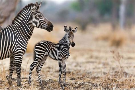 15 Of The Cutest Baby African Animals Yellow Zebra Safaris