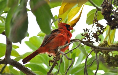 200 Birds Introduced Birds Of The Big Island Hawaii Song Birds