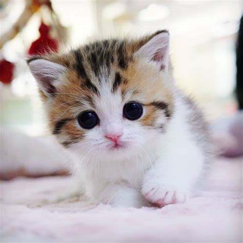 Munchkin Kitten For Adoption Uk