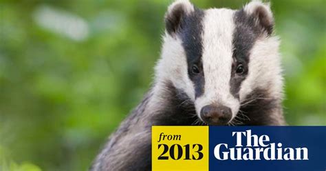 Stop Badger Cull Immediately Says Natural England Science Expert
