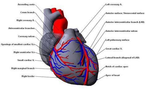 Blood enters the coronary circulatory system through the left coronary artery and the right coronary artery, which exit the aorta just above the cusps of anterior cardiac arteries: Heart w/ labels | School Projects | Pinterest | Heart ...