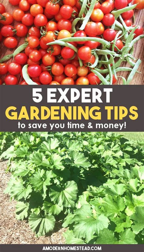 5 Expert Gardening Tips To Save Time And Money Vegetables Gardening