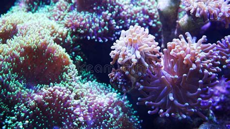 Underwater World Of Sea Seaweed And Corals Stock Image Image Of Card