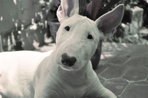 Bull Terrier Cute Puppy Cute Puppy Pictures Cute Dogs Pictures