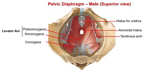 Male pelvis organs at cram.com. Muscles of True Pelvis and Pelvic Diaphragm - Anatomy QA
