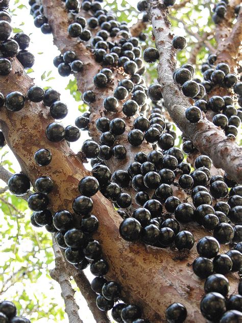 Check our fruit growing guides to better understand which soil the fruit tree requires. Naturaleza Viva: Jabuticaba o Jaboticaba (Myrciaria ...