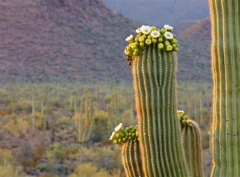 How are cacti adapted to the desert? All About Cacti | Canadian Science Publishing