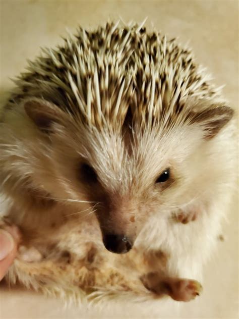 Hedgehogs for Sale in Decatur, Illinois
