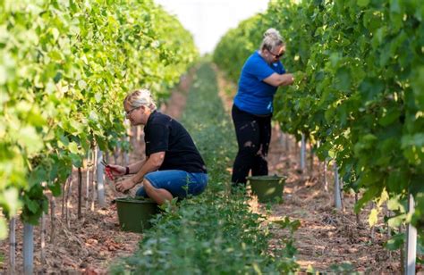 Grape harvest in Germany - La Prensa Latina Media
