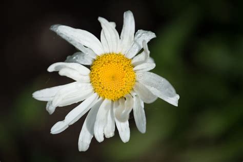 White Daisy Flower With Water Droplets Stock Photo Image Of Foliage