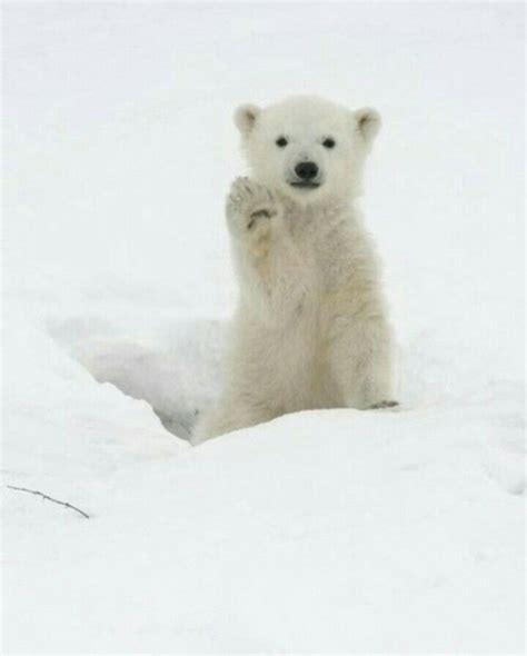 Pin By Danielle Bryant On Animals Baby Polar Bears Polar Bear Bear
