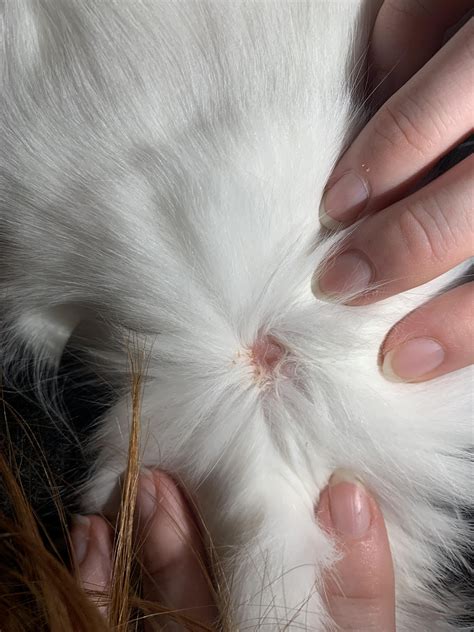 Bald Spot That Feels Like Dried Glue Found On Cats Neck Askvet