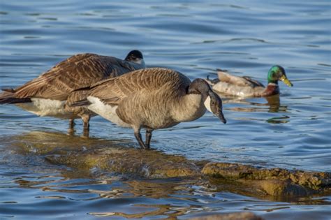 Bird Photos Crackling Goose Swimming Percy Priest Lake Photo