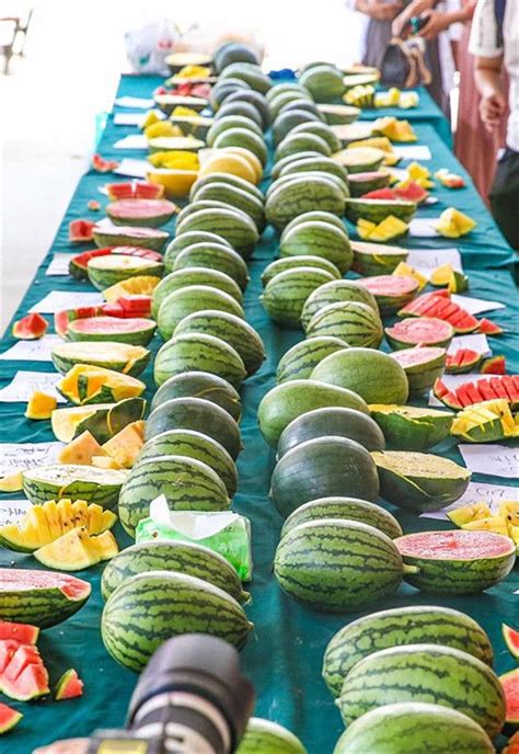北京大兴百余款特色西瓜甜瓜上市简讯资讯种业商务网