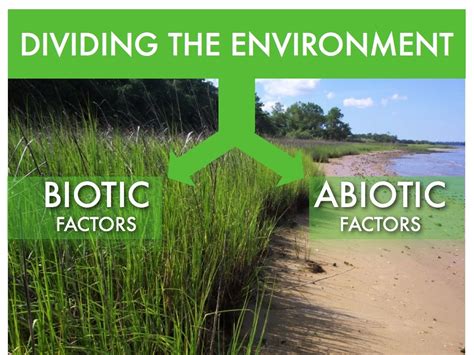 Interaction of both biotic and abiotic components are necessary to stability and chain linkage of the ecosystem and both of them are interdependent on each other for easy survival. Abiotic and Biotic Factors - Ecotourism of Turkey