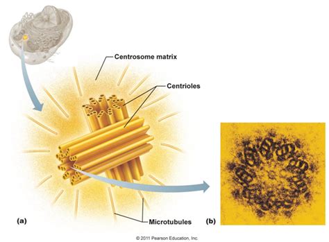 Check spelling or type a new query. Detailed Features of Epithelia