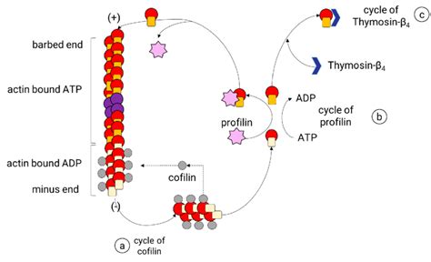 Actin Binding Proteins That Regulate The Assembly And Disassembly Of