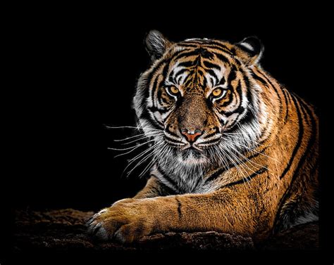 Top 139 Mejores Imagenes De Tigres Destinomexicomx