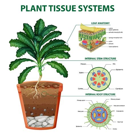 Diagram Showing Plant Tissue Systems 7207121 Vector Art At Vecteezy