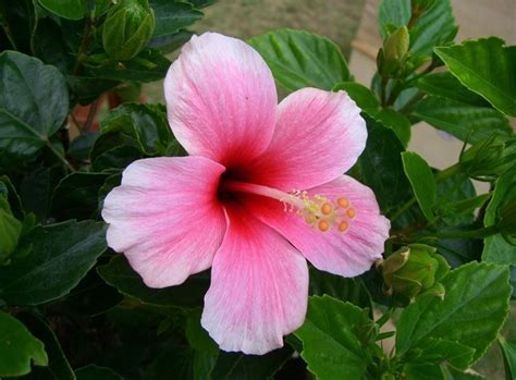 .per whatsapp, dai fiori per whatsapp, ai fiori di wastickerapps, alle rose di wastickerapp, alle immagini dei bouquet di rose, agli adesivi love adesivi di fiori: Significato fiori rosa - Linguaggio dei fiori - Fiori rosa