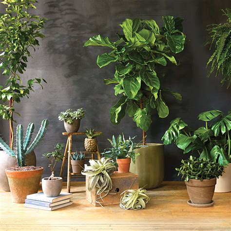 11 Gorgeous Super Low Maintenance Indoor Plants Chatelaine