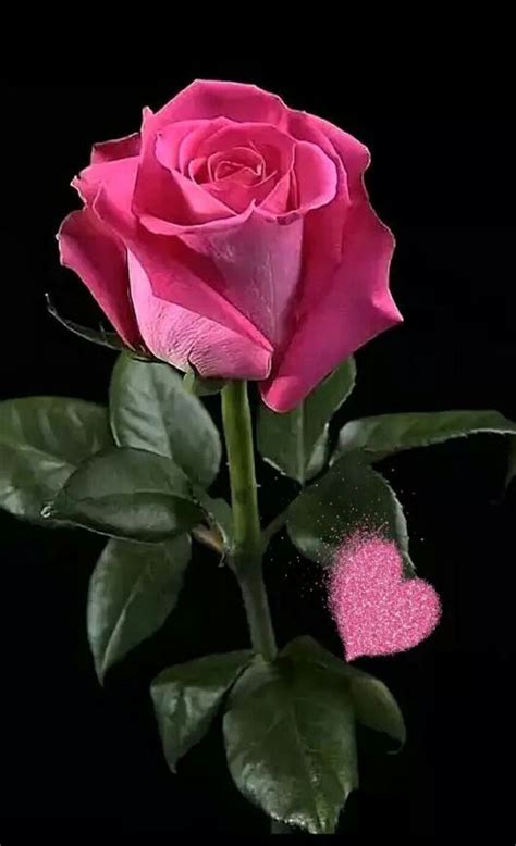 Hermosa Rosa Beautiful Rose Flowers Love Rose Exotic Flowers
