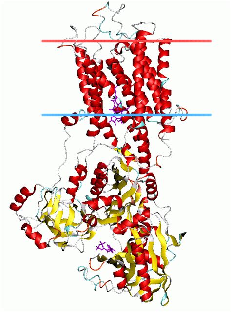Jun 17, 2021 · copper homeostasis is crucial for cellular physiology and development, and its dysregulation leads to disease. ATPaza typu P. - P-type ATPase - xcv.wiki