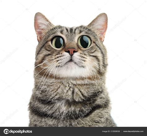 Funny Cat Big Eyes White Background Cute Pet Stock Photo By ©newafrica