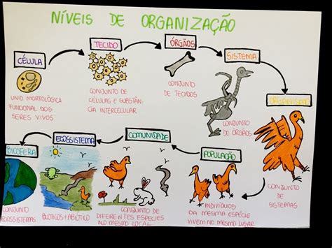 Mapas Mentais sobre ORGANIZAÇÃO DOS SERES VIVOS Study Maps