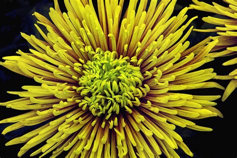 Check spelling or type a new query. Free picture: flower, pistil, yellow, petals, spring ...