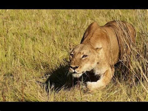 Lions On The Prowl Nature Documentary On The Large African Predators