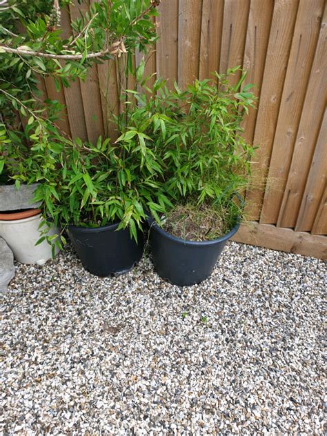 Large Pot Black Bamboo Plants In Brighton East Sussex Gumtree