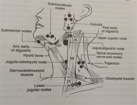 The lymphatic system of the head and neck. 81 best images about Head&Neck on Pinterest | Head and ...