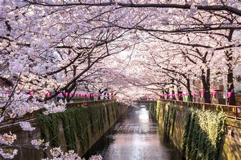 This App Means You'll Never Miss Cherry Blossom In Japan...