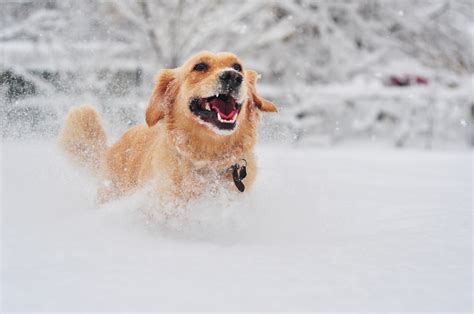 How To Keep Your Outdoor Pets Safe And Warm This Winter Texas Aandm Today
